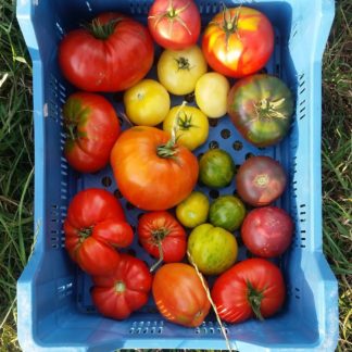 Tomates de couleur