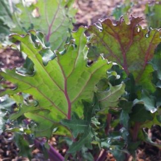 Chou kale red russian