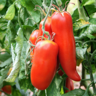 Tomate Cornue des Andes
